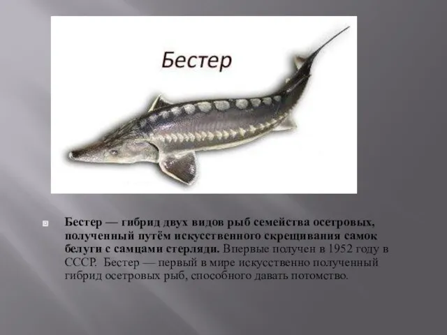 Бестер — гибрид двух видов рыб семейства осетровых, полученный путём