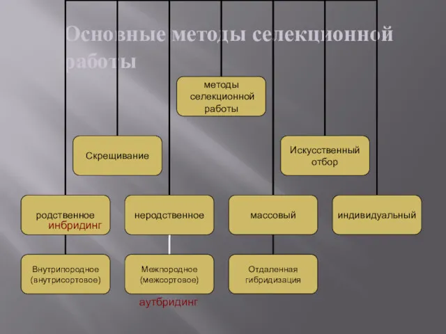 Основные методы селекционной работы инбридинг аутбридинг