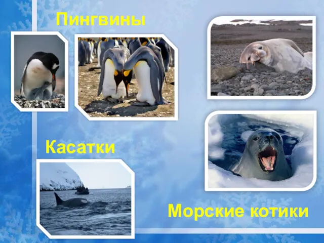 Касатки Пингвины Морские котики
