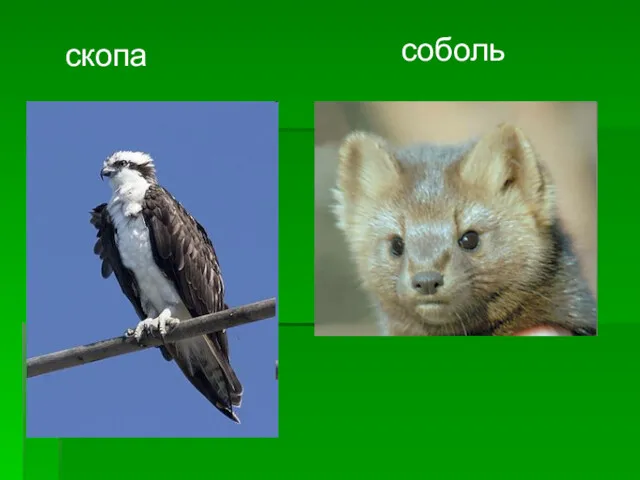 скопа соболь