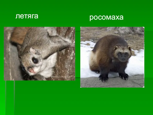 летяга росомаха