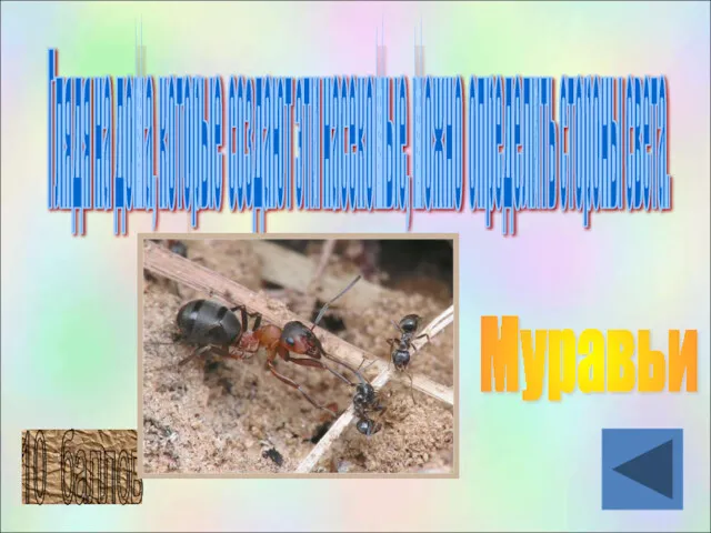 Глядя на дома, которые создают эти насекомые, можно определить стороны света. 10 баллов Муравьи
