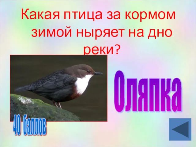 Какая птица за кормом зимой ныряет на дно реки? Оляпка 40 баллов