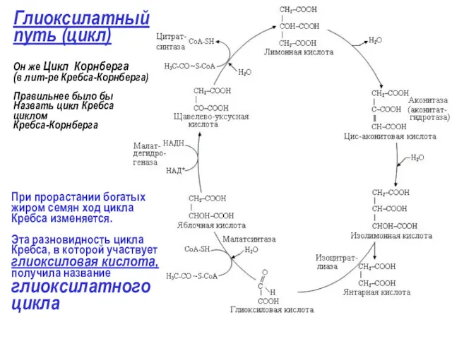 Глиоксилатный путь (цикл) Он же Цикл Корнберга (в лит-ре Кребса-Корнберга)