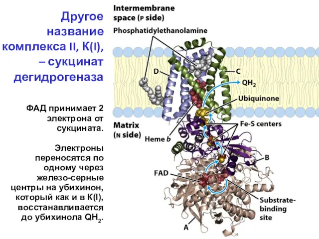 Другое название комплекса II, К(I), – сукцинат дегидрогеназа ФАД принимает