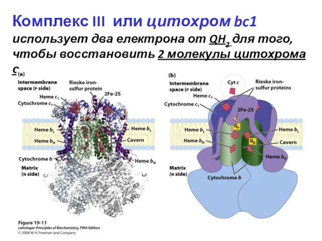 Комплекс III или цитохром bc1 использует два електрона от QH2