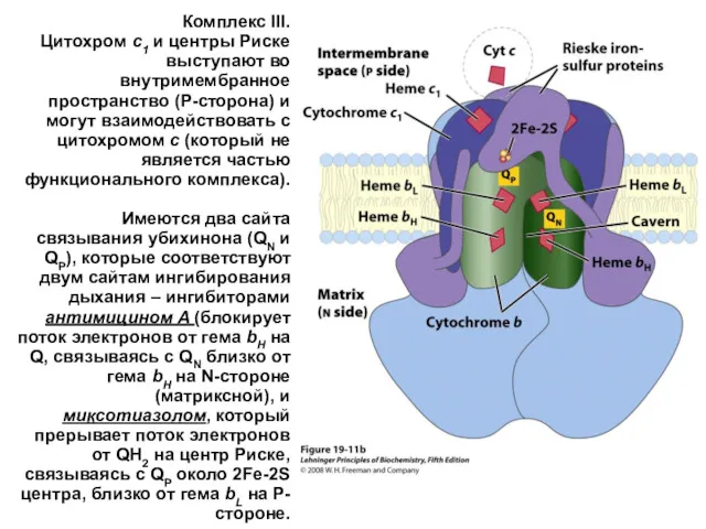 Комплекс III. Цитохром c1 и центры Риске выступают во внутримембранное