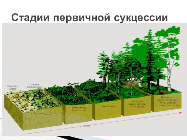 Стадии первичной сукцессии