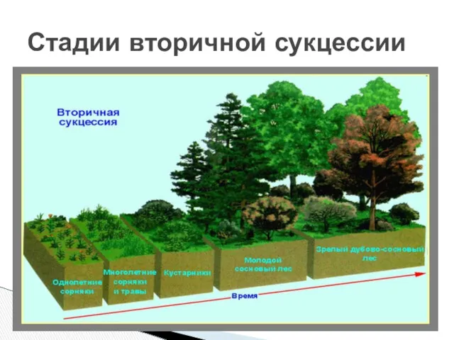 Стадии вторичной сукцессии