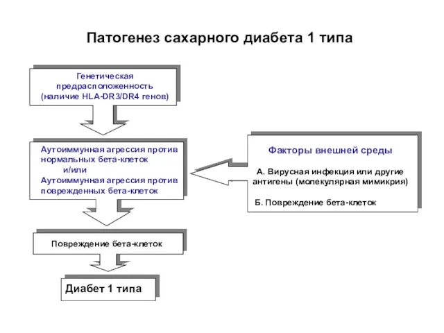 Патогенез сахарного диабета 1 типа Генетическая предрасположенность (наличие HLA-DR3/DR4 генов)