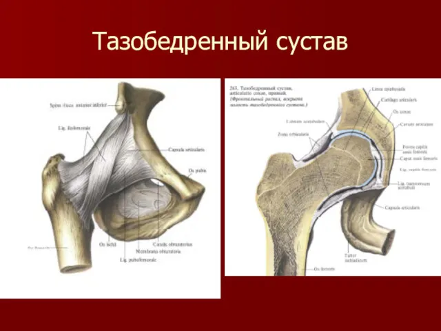 Тазобедренный сустав