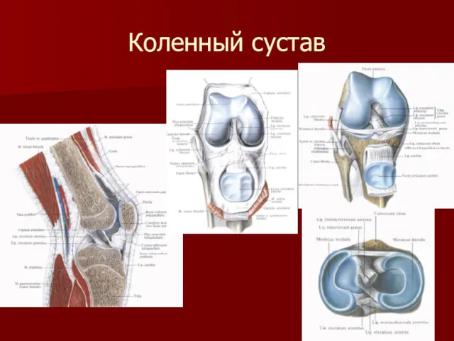 Коленный сустав