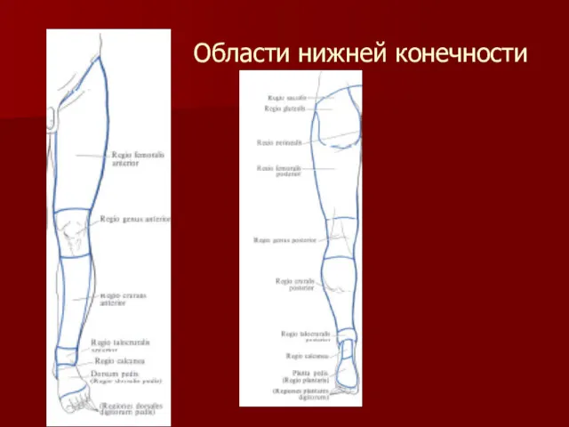 Области нижней конечности