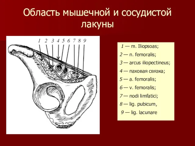 Область мышечной и сосудистой лакуны 1 — m. Iliopsoas; 2