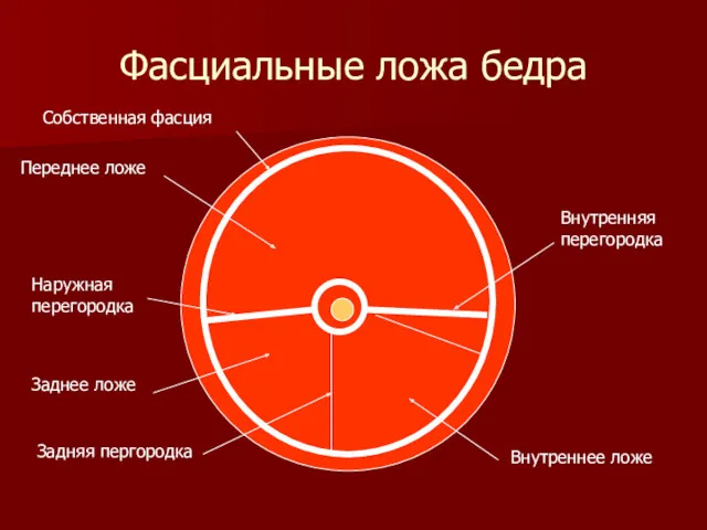 Фасциальные ложа бедра Собственная фасция Переднее ложе Наружная перегородка Заднее