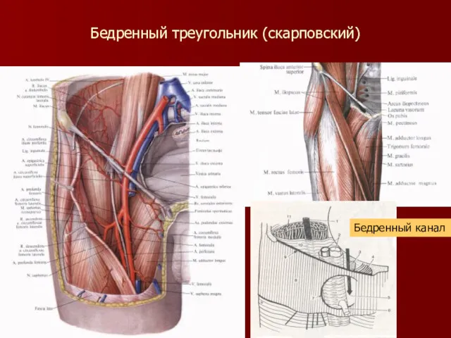 Бедренный треугольник (скарповский) Бедренный канал