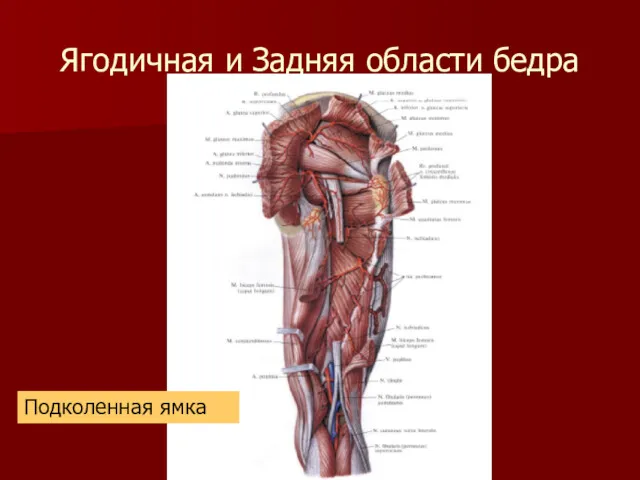 Ягодичная и Задняя области бедра Подколенная ямка