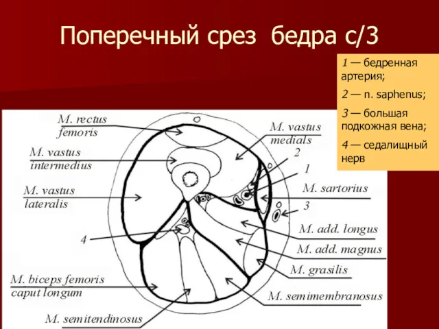 Поперечный срез бедра с/3 1 — бедренная артерия; 2 —