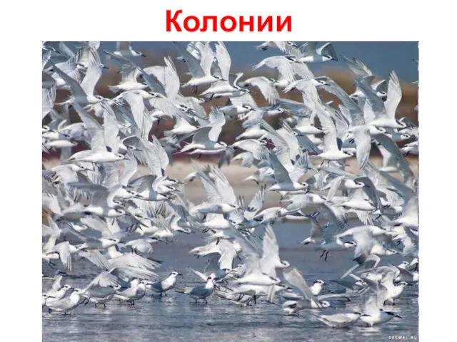 Колонии