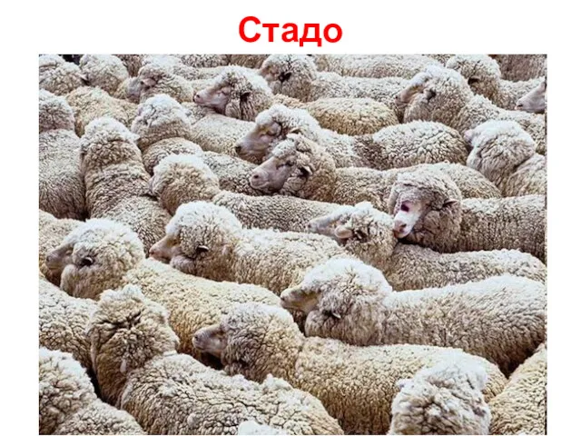 Стадо