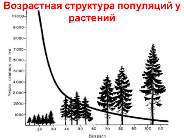 Возрастная структура популяций у растений