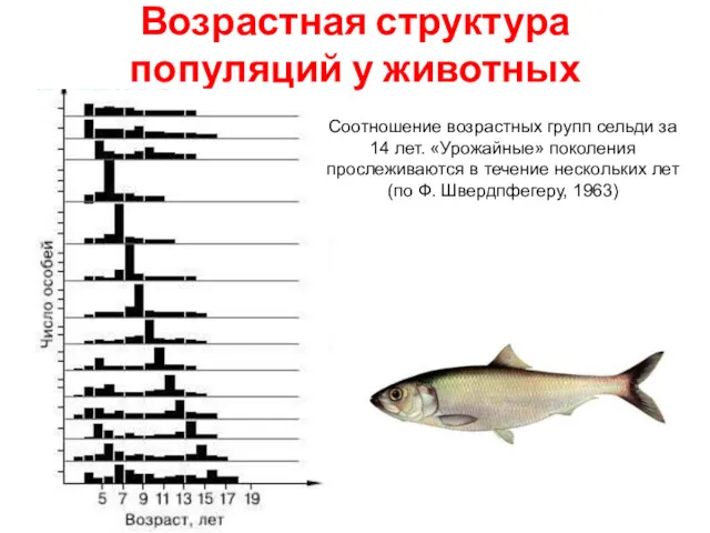 Возрастная структура популяций у животных Соотношение возрастных групп сельди за