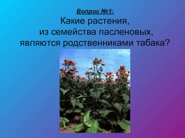 Вопрос №1: Какие растения, из семейства пасленовых, являются родственниками табака?