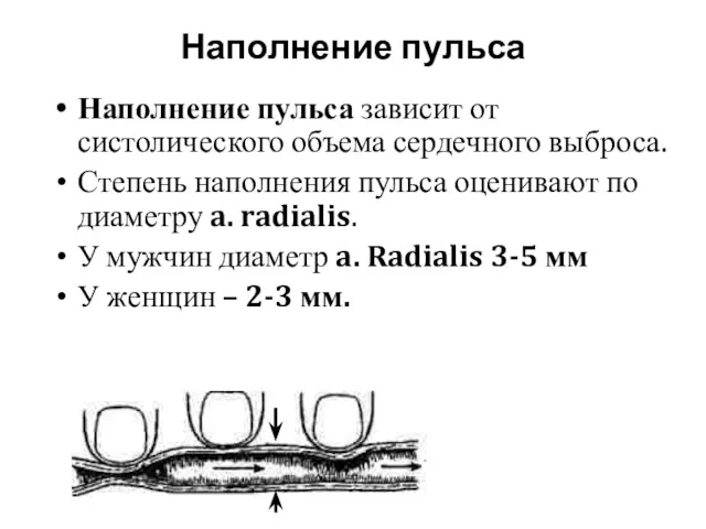 Наполнение пульса Наполнение пульса зависит от систолического объема сердечного выброса.