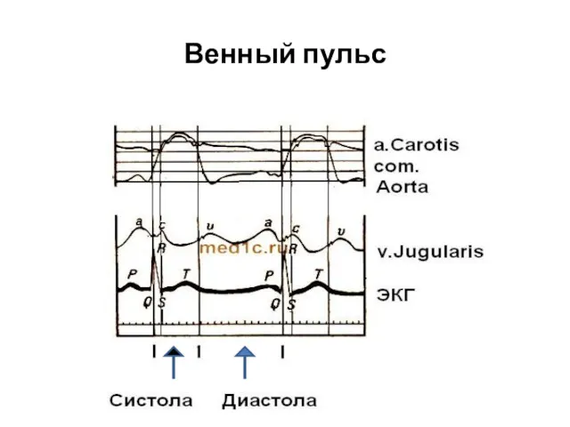 Венный пульс