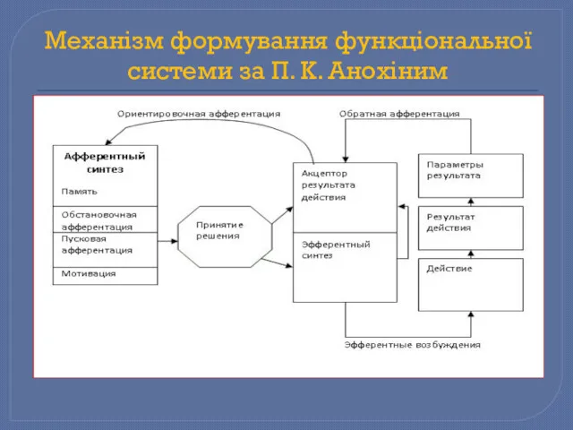 Механізм формування функціональної системи за П. К. Анохіним