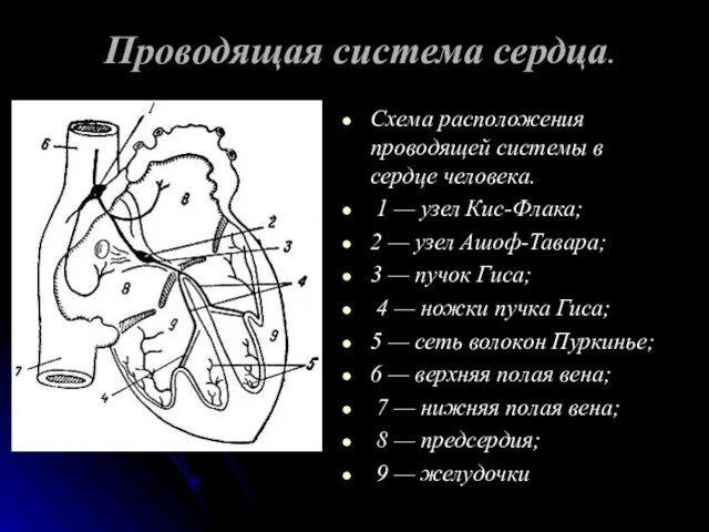 Проводящая система сердца. Схема расположения проводящей системы в сердце человека.