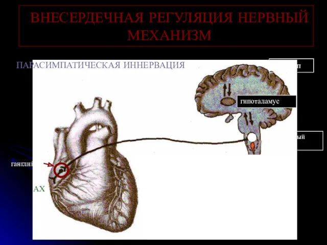 ВНЕСЕРДЕЧНАЯ РЕГУЛЯЦИЯ НЕРВНЫЙ МЕХАНИЗМ ПАРАСИМПАТИЧЕСКАЯ ИННЕРВАЦИЯ n. Vagus ганглий АХ продолговатый мозг гипоталамус кора б/п