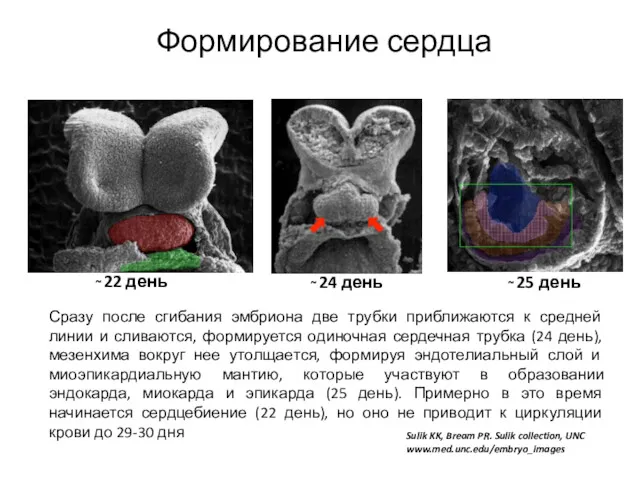 Сразу после сгибания эмбриона две трубки приближаются к средней линии