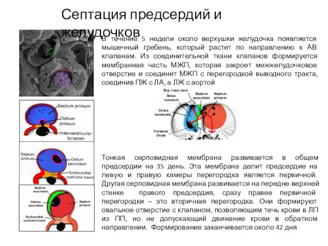 В течение 5 недели около верхушки желудочка появляется мышечный гребень,