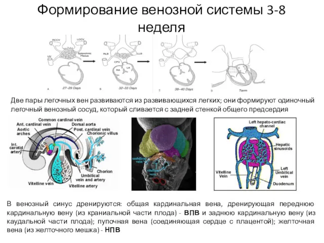 Формирование венозной системы 3-8 неделя Две пары легочных вен развиваются