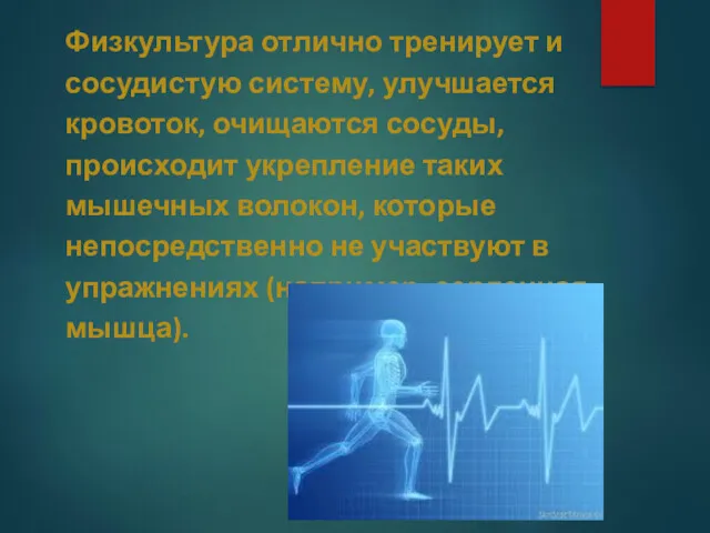 Физкультура отлично тренирует и сосудистую систему, улучшается кровоток, очищаются сосуды,