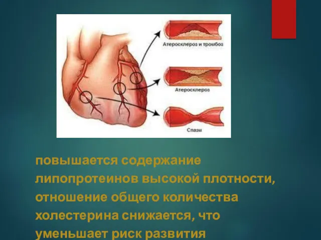 повышается содержание липопротеинов высокой плотности, отношение общего количества холестерина снижается, что уменьшает риск развития атеросклероза;