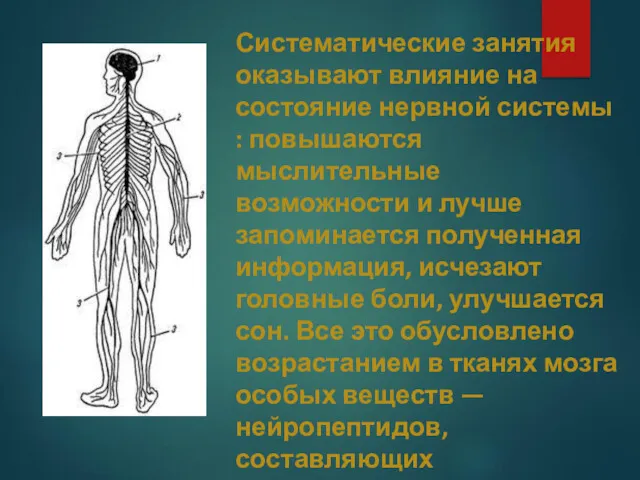 Систематические занятия оказывают влияние на состояние нервной системы : повышаются