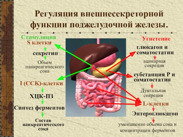 Регуляция внешнесекреторной функции поджелудочной железы. S клетки Стимуляция секретин I