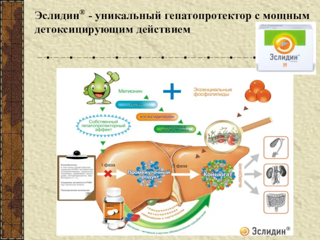 Эслидин® - уникальный гепатопротектор с мощным детоксицирующим действием