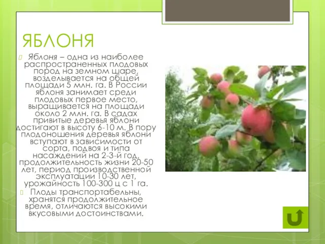 ЯБЛОНЯ Яблоня – одна из наиболее распространенных плодовых пород на