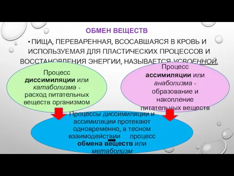 ОБМЕН ВЕЩЕСТВ ПИЩА, ПЕРЕВАРЕННАЯ, ВСОСАВШАЯСЯ В КРОВЬ И ИСПОЛЬЗУЕМАЯ ДЛЯ