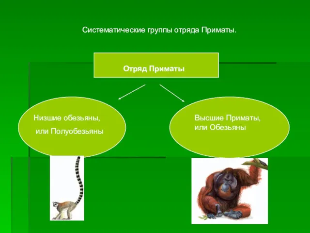 Систематические группы отряда Приматы. Отряд Приматы Низшие обезьяны, или Полуобезьяны Высшие Приматы, или Обезьяны