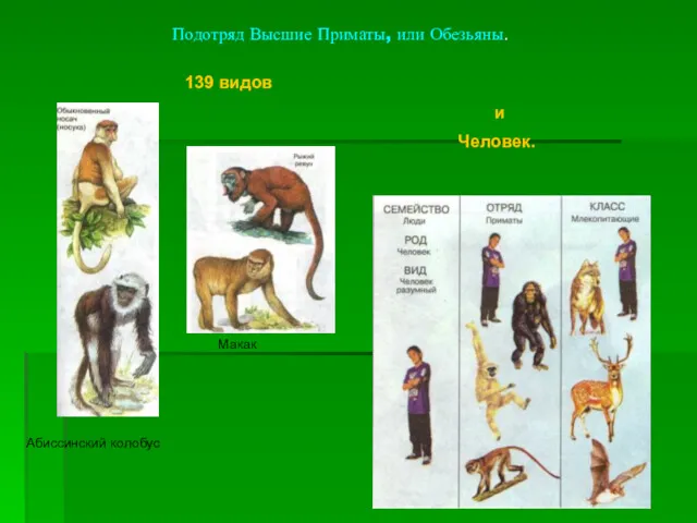 Подотряд Высшие Приматы, или Обезьяны. 139 видов и Человек. Макак Абиссинский колобус