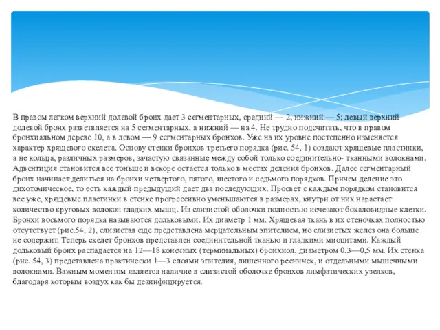 В правом легком верхний долевой бронх дает 3 сегментарных, средний