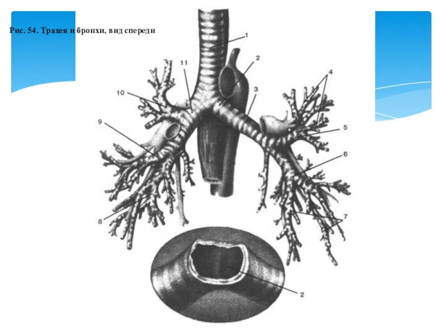 Рис. 54. Трахея и бронхи, вид спереди