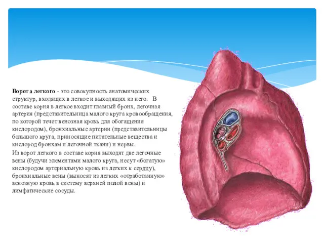 Ворота легкого - это совокупность анатомических структур, входящих в легкое