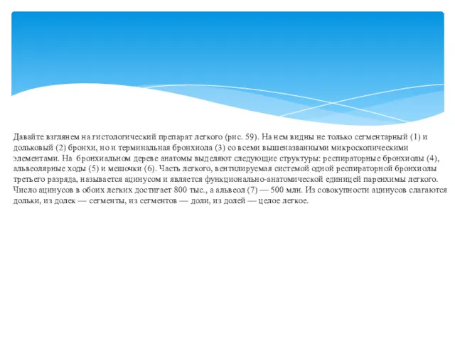 Давайте взглянем на гистологический препарат легкого (рис. 59). На нем