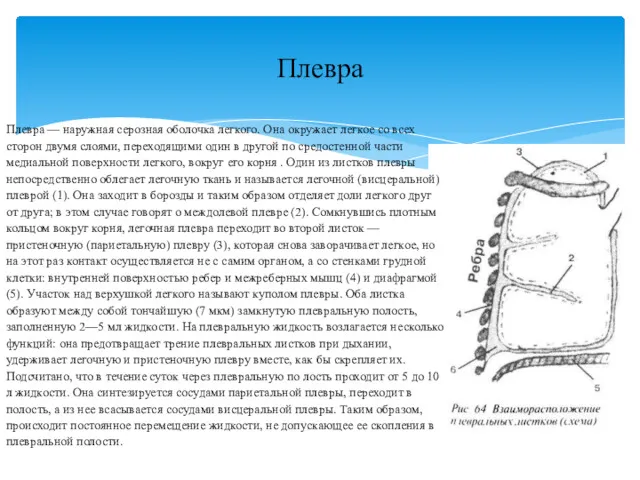 Плевра — наружная серозная оболочка легкого. Она окружает легкое со