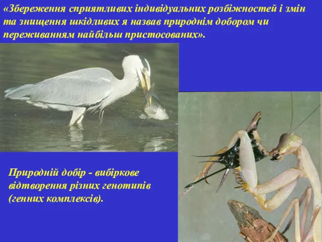 Природній добір - вибіркове відтворення різних генотипів (генних комплексів). «Збереження сприятливих індивідуальних розбіжностей